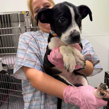 Pit Bull Terrier and Jack Russell Terrier Dogs Available for Adoption in Austin, Texas - Hacky Sack | PetCurious