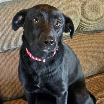 Miley -s -  Black Labrador Retriever Dog for Adoption in Sequatchie, Tennessee - Miley -s | PetCurious