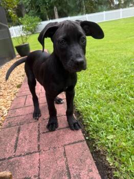 Archer -  Labrador Retriever and Mixed Breed Dog for Adoption in Orlando, Florida - Archer | PetCurious