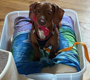 Rescue Dachshund Dogs for Adoption in Columbia, Tennessee - Cooper | PetCurious