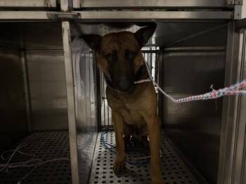 Belgian Shepherd Malinois and Mixed Breed Dogs Available for Adoption in Dallas, Texas - MATEO | PetCurious