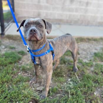 Rescue Pit Bull Terrier and French Bulldog Dogs for Adoption in Boston, Massachusetts - LUNA | PetCurious