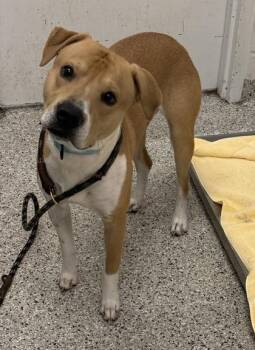 Ansel -  Pit Bull Terrier and Mixed Breed Dog for Adoption in Kansas City, Missouri - Ansel | PetCurious