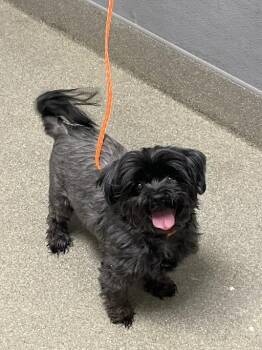 MAXWELL -  Shih Tzu Dog for Adoption in Las Vegas, Nevada - MAXWELL | PetCurious