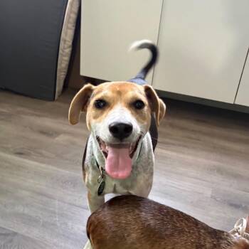 Beagle Dogs Available for Adoption in Tampa, Florida - Norman | PetCurious