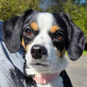 Dachshund and Beagle Dogs Available for Adoption - Valley | PetCurious