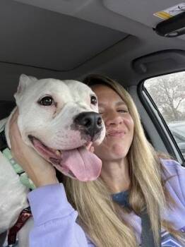 Dwayne -  Pit Bull Terrier and Mixed Breed Dog for Adoption in Kansas City, Missouri - Dwayne | PetCurious