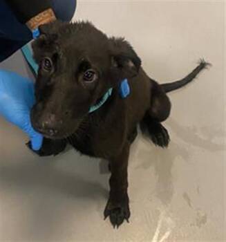 CHACHO -  Labrador Retriever Dog for Adoption in Riverside, California - CHACHO | PetCurious