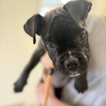 Boxer Dogs Available for Adoption in Worcester, Massachusetts - Hazel | PetCurious