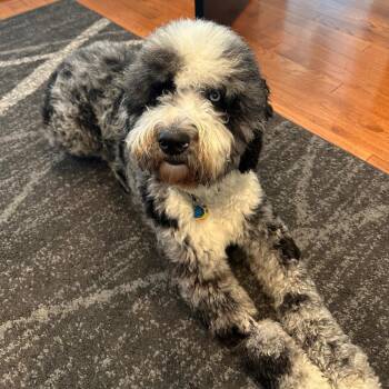 Mixed Breed Dogs Available for Adoption in Houston, Texas - Rizzo | PetCurious