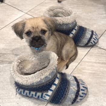 Mixed Breed Dogs Available for Adoption - Goldie | PetCurious