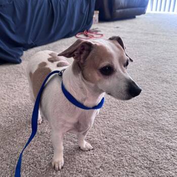 IVHS-Stray-142035 -  Chihuahua Dog for Adoption in San Gabriel, California - IVHS-Stray-142035 | PetCurious