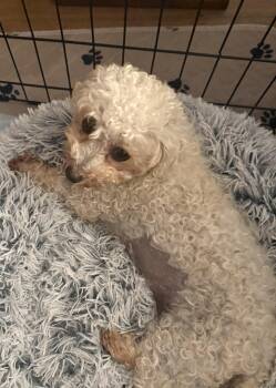 Kiwi -  Bichon Frise Dog for Adoption in North Tonawanda, New York - Kiwi | PetCurious
