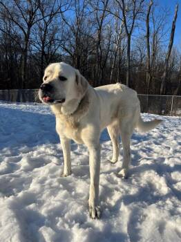 ROWEN -  Great Pyrenees and Labrador Retriever Dog for Adoption in Hastings, Michigan - ROWEN | PetCurious