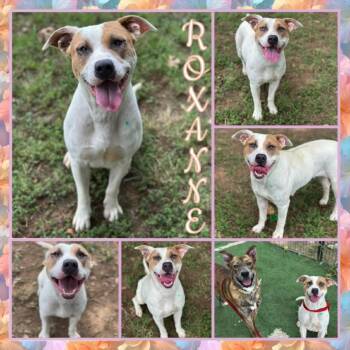 Rescue Pit Bull Terrier Dogs for Adoption in Fort Smith, Arkansas - Roxanne | PetCurious