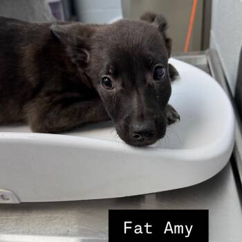 German Shepherd Dog and Mixed Breed Dogs Available for Adoption in Parkersburg, West Virginia - Fat Amy | PetCurious