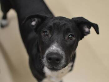 Moonlight -  Pit Bull Terrier and Chow Chow Dog for Adoption in Portland, Oregon - Moonlight | PetCurious
