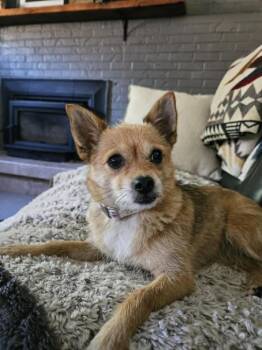 Naners -  Chihuahua and Pomeranian Dog for Adoption in Fort Lupton, Colorado - Naners | PetCurious
