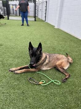 Belgian Shepherd Malinois Dogs Available for Adoption in Imlay City, Michigan - Artura- Located In CA | PetCurious