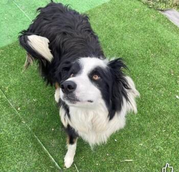 Tucker -  Border Collie Dog for Adoption in Billings, Montana - Tucker | PetCurious