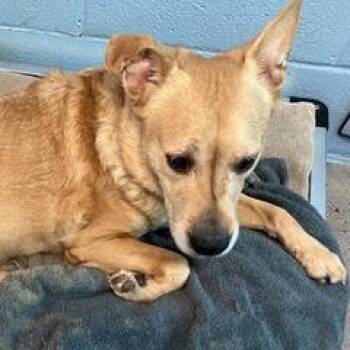 Cactus -  Mixed Breed Dog for Adoption in Green Valley, Arizona - Cactus | PetCurious