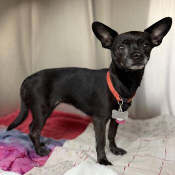 Trip -  Chihuahua and Mixed Breed Dog for Adoption in Bullhead City, Arizona - Trip | PetCurious