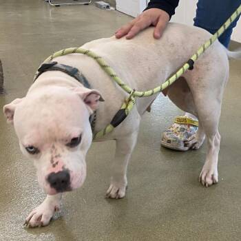 72458 -  Pit Bull Terrier Dog for Adoption in Harrisonburg, Virginia - 72458 | PetCurious