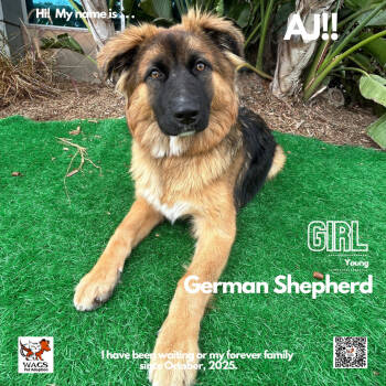 Rescue German Shepherd Dog Dogs for Adoption in Westminster, California - AJ | PetCurious