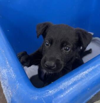 Mixed Breed Dogs Available for Adoption in Dallas, Texas - DAWN | PetCurious