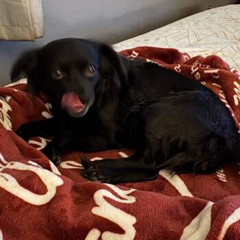 Chihuahua Dogs Available for Adoption in Williston, Vermont - Olive | PetCurious
