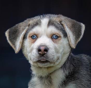 Milo -  German Shepherd Dog and Husky Dog for Adoption in Houston, Texas - Milo | PetCurious