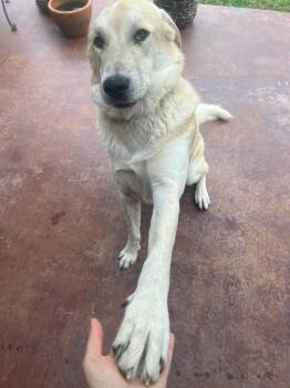Akbash Dogs Available for Adoption in Colleyville, Texas - Charlie | PetCurious