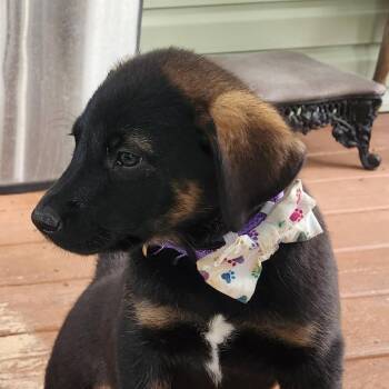 Shepherd and Hound Dogs Available for Adoption in Shorewood, Illinois - Janice Joplin | PetCurious