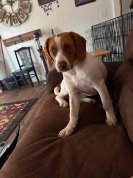 Cletus -  Beagle Dog for Adoption in Elk Grove, California - Cletus | PetCurious