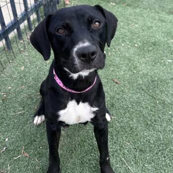 Mixed Breed Dogs Available for Adoption - Candy | PetCurious