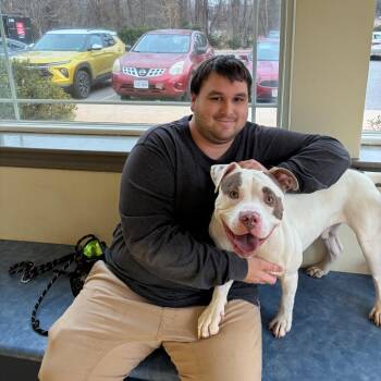 Slinky -  American Staffordshire Terrier Dog for Adoption in Lynchburg, Virginia - Slinky | PetCurious