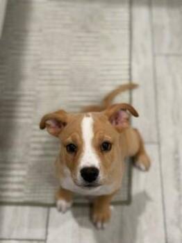 Sophie -  Chihuahua Dog for Adoption in Manhattan Beach, California - Sophie | PetCurious