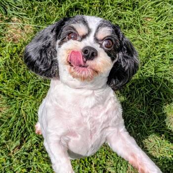 Cavalier King Charles Spaniel and Bichon Frise Dogs Available for Adoption in Houston, Texas - Winter Sea | PetCurious