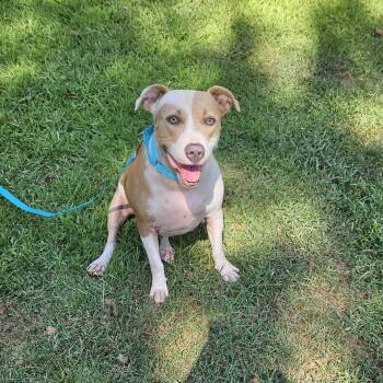Rescue Mixed Breed Dogs for Adoption in Fairfield, New Jersey - Nova | PetCurious