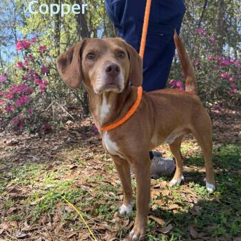 Beagle and Catahoula Leopard Dog Dogs Available for Adoption - COPPER | PetCurious