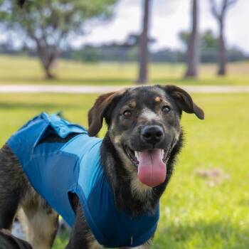 Gordo -  Labrador Retriever and German Shepherd Dog Dog for Adoption in Houston, Texas - Gordo | PetCurious