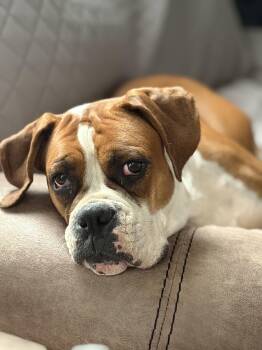 Rescue Boxer Dogs for Adoption in Peebles, Ohio - Willow | PetCurious