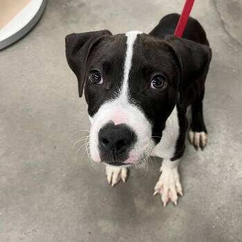 Panda -  Terrier Dog for Adoption in Tampa, Florida - Panda | PetCurious