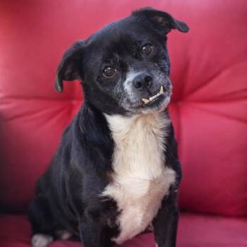 Chihuahua and Pug Dogs Available for Adoption in Friday Harbor, Washington - Dottie | PetCurious