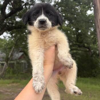 Noodle -  Great Pyrenees Dog for Adoption in Waco, Texas - Noodle | PetCurious