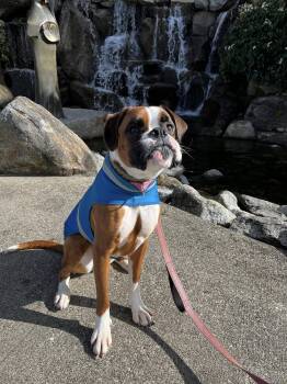 Boxer Dogs Available for Adoption - Lucy | PetCurious