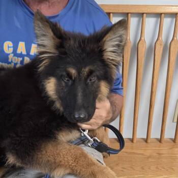 Drax -  German Shepherd Dog Dog for Adoption in Camden, Delaware - Drax | PetCurious