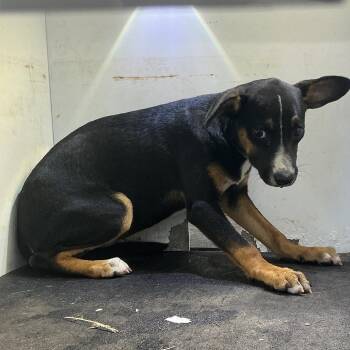 Gidget -  Rat Terrier and Chihuahua Dog for Adoption in Pine Bluff, Arkansas - Gidget | PetCurious