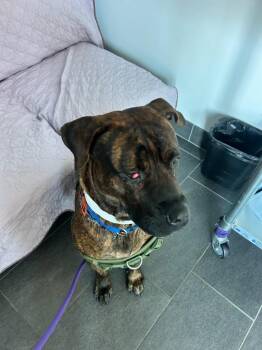 Tiny West Orange -  Presa Canario Dog for Adoption in Westbury, New York - Tiny West Orange | PetCurious