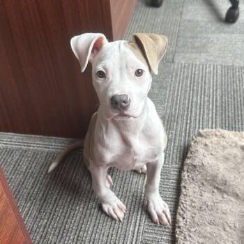 Terrier and Mixed Breed Dogs Available for Adoption in San Antonio, Texas - Princess | PetCurious